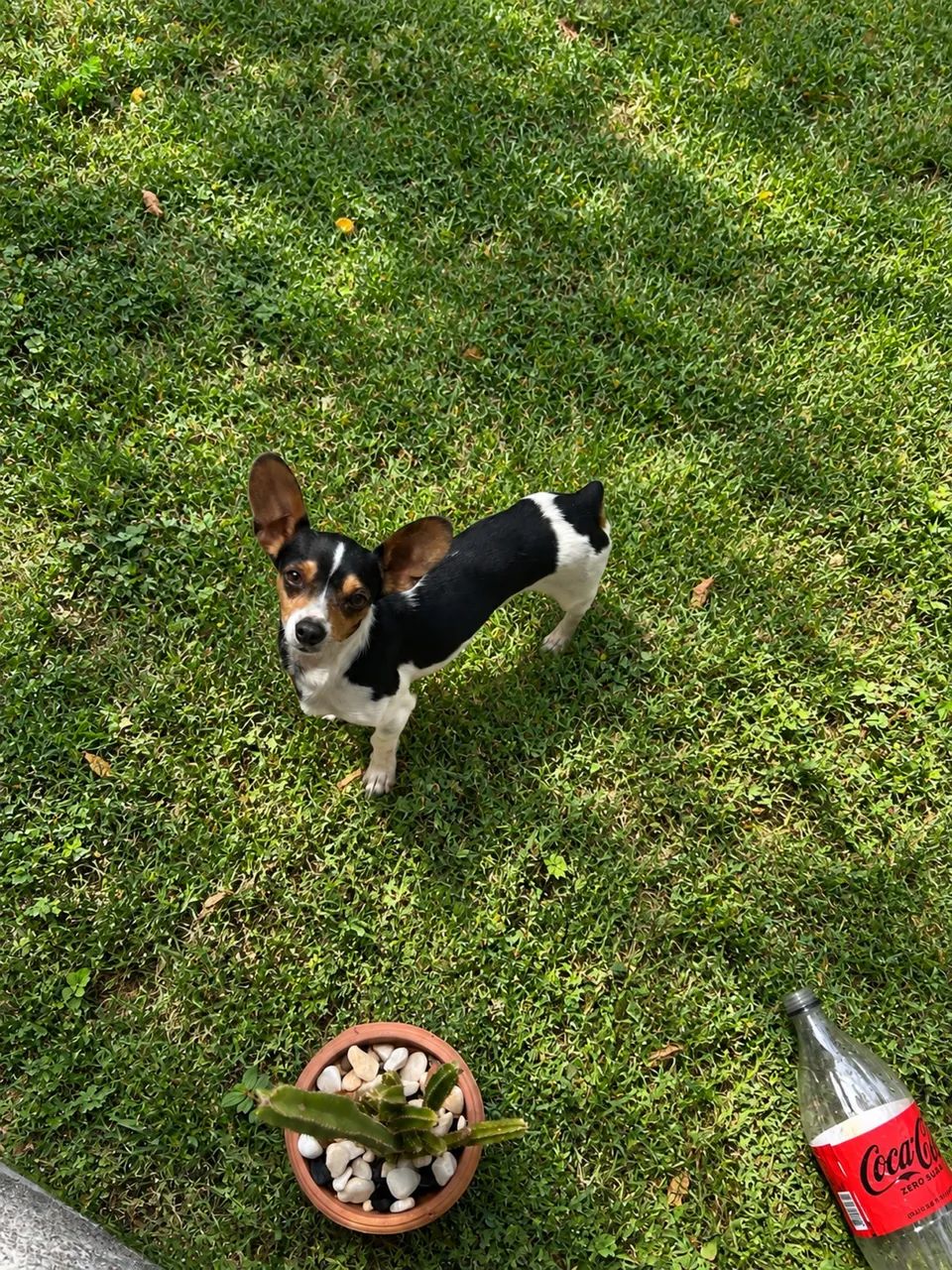 Pincher Puro - Foto 2
