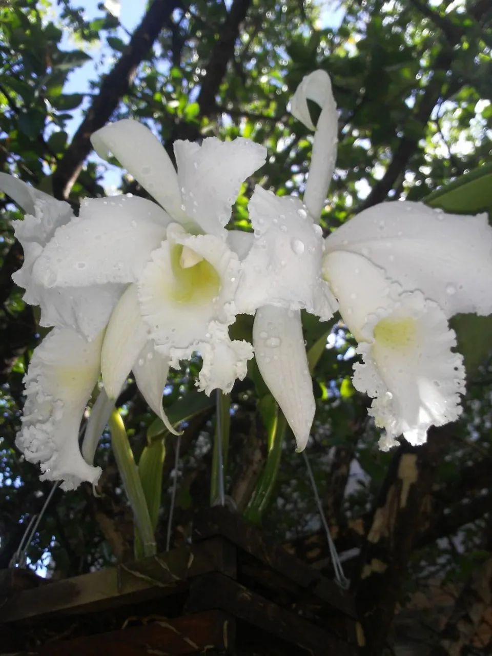 Orquídeas e Cachepot