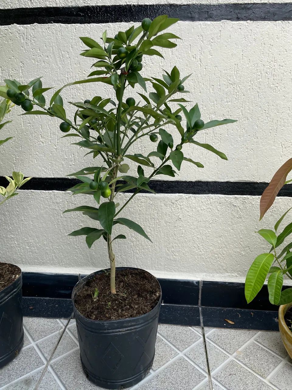 Mini Limões e tangerinas.  - Foto 3