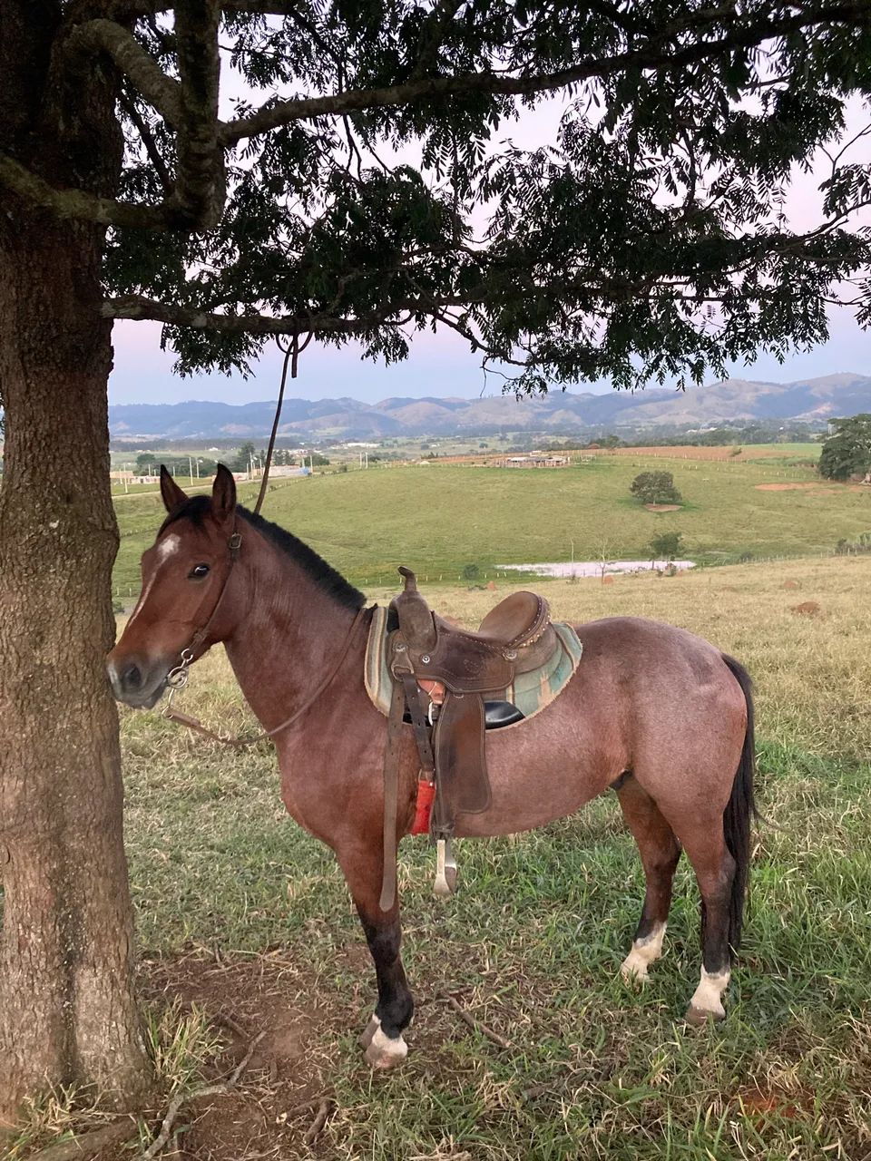 Cavalo crioulo 