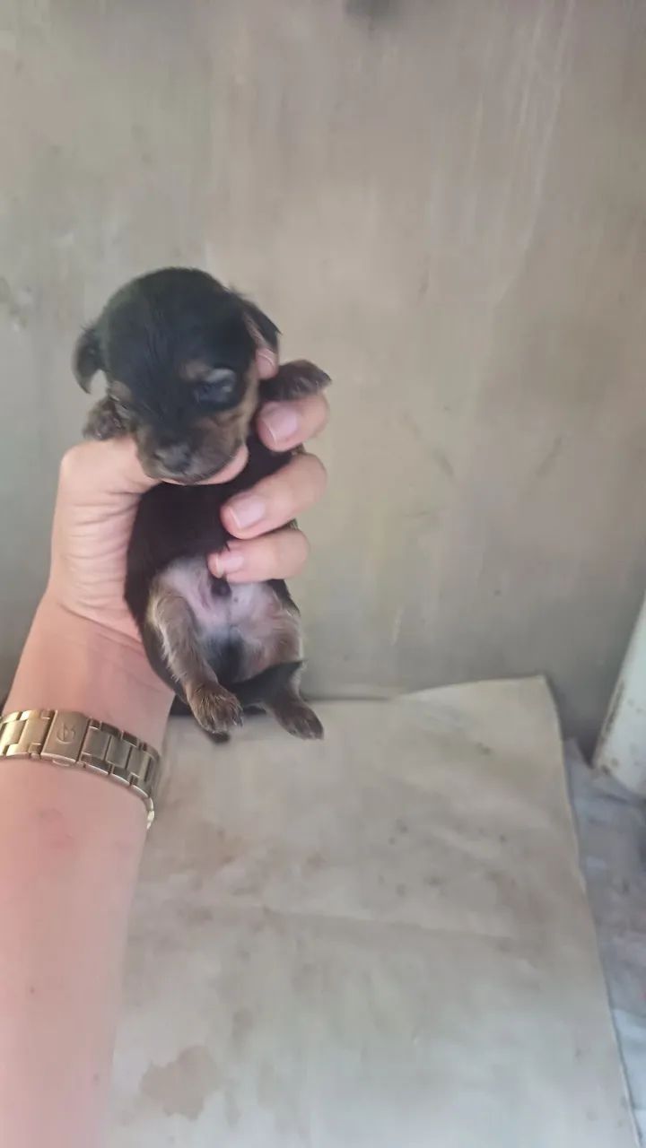Cachorro pinche com poodle 
