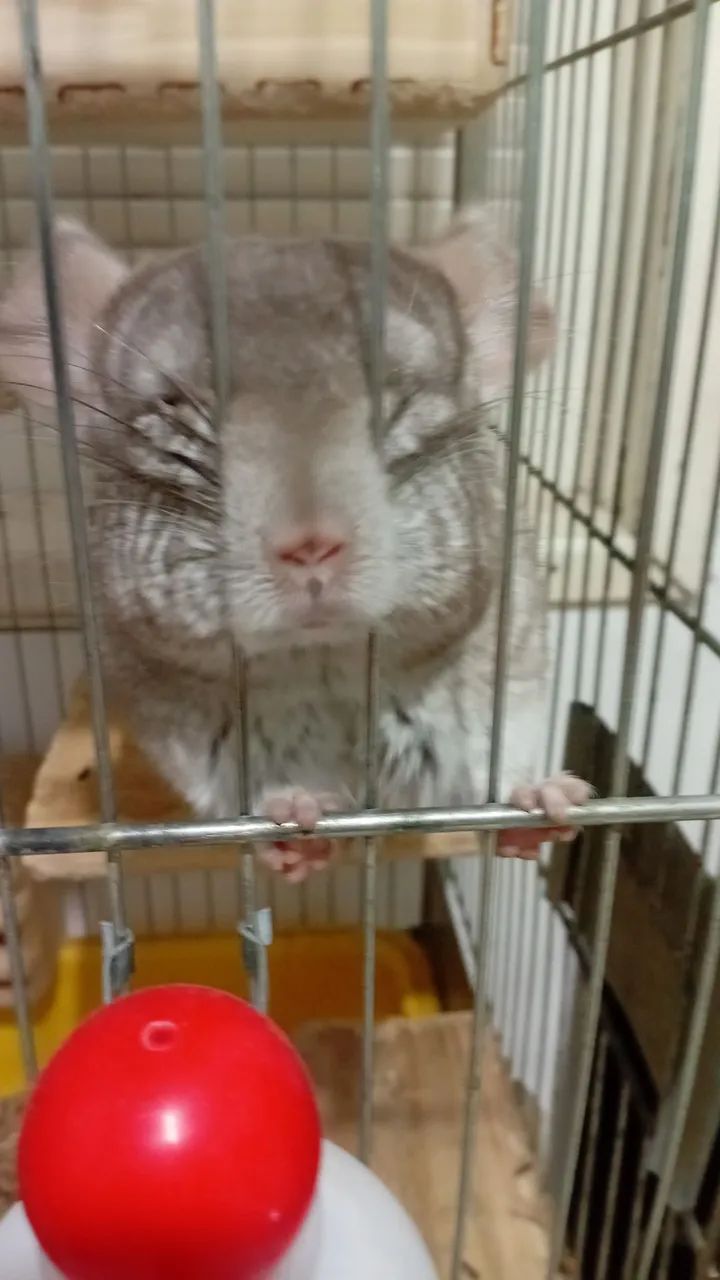 Chinchila macho microchipado 