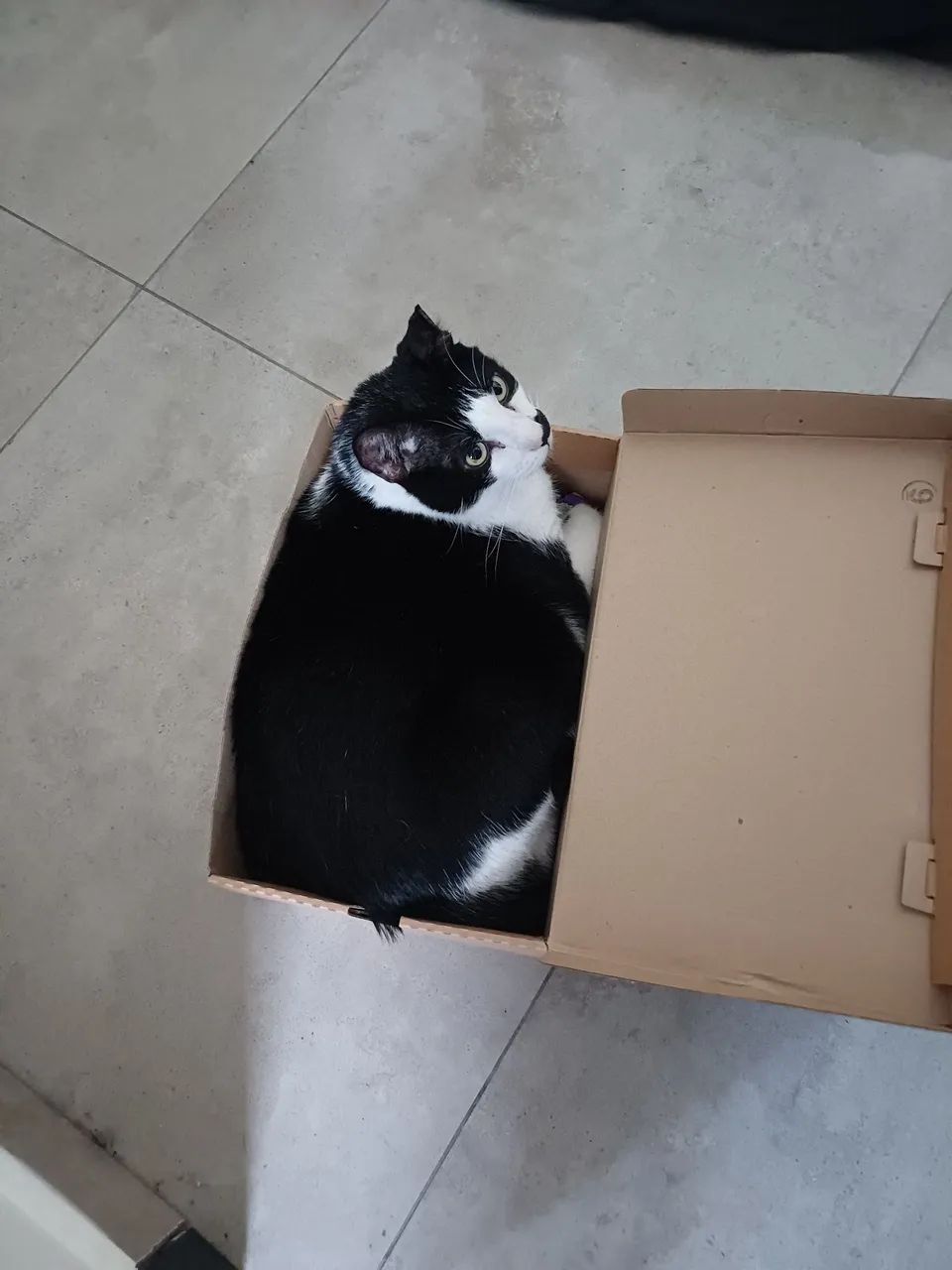 Doa se gato castrado 