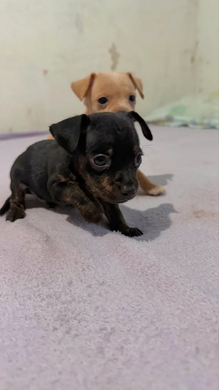 Pinscher zerinho machos - Foto 3