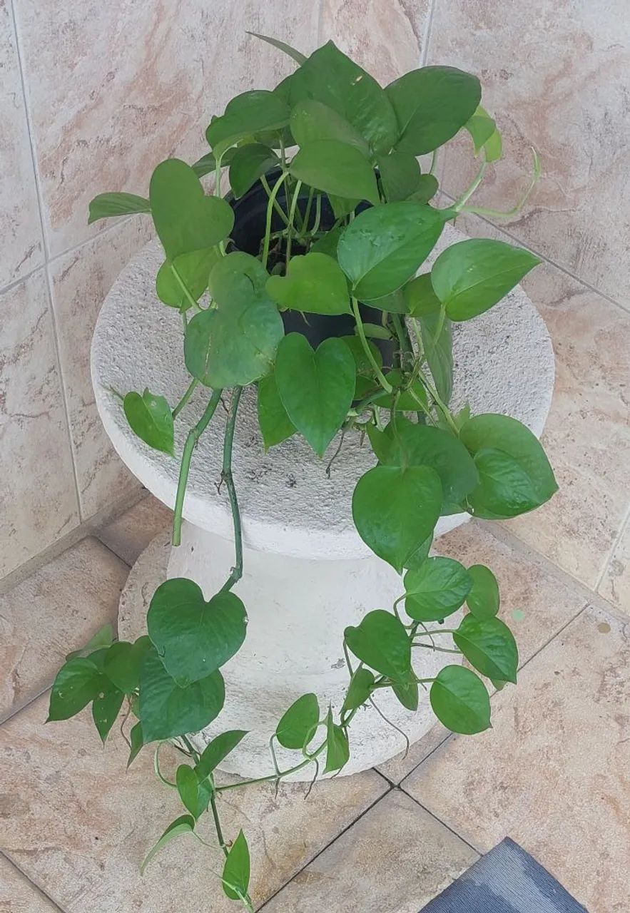 Vendo  - Foto 4