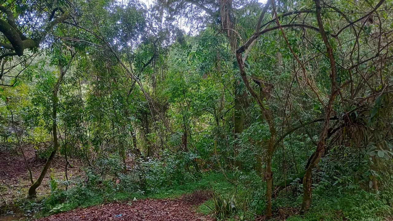 Área  em Onça do Pitangui.  Mg - Foto 3