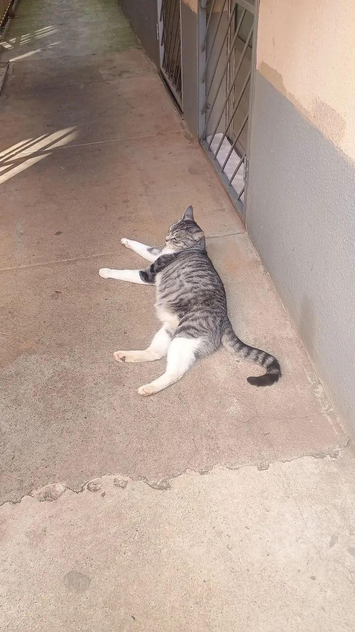 Doa-se gato macho  - Foto 4