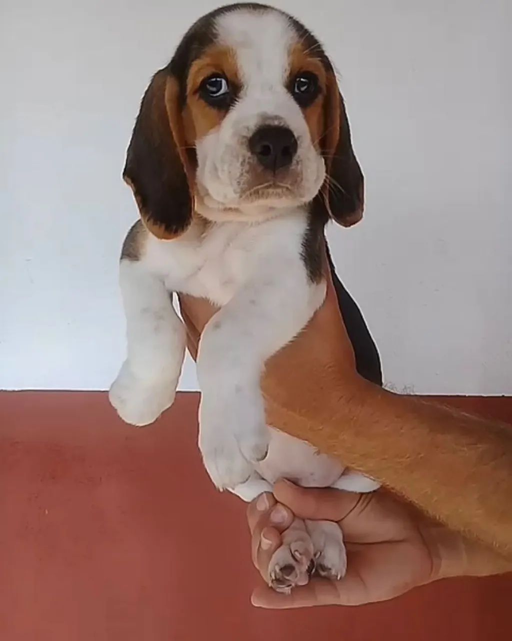 Beagle canil tricolor 