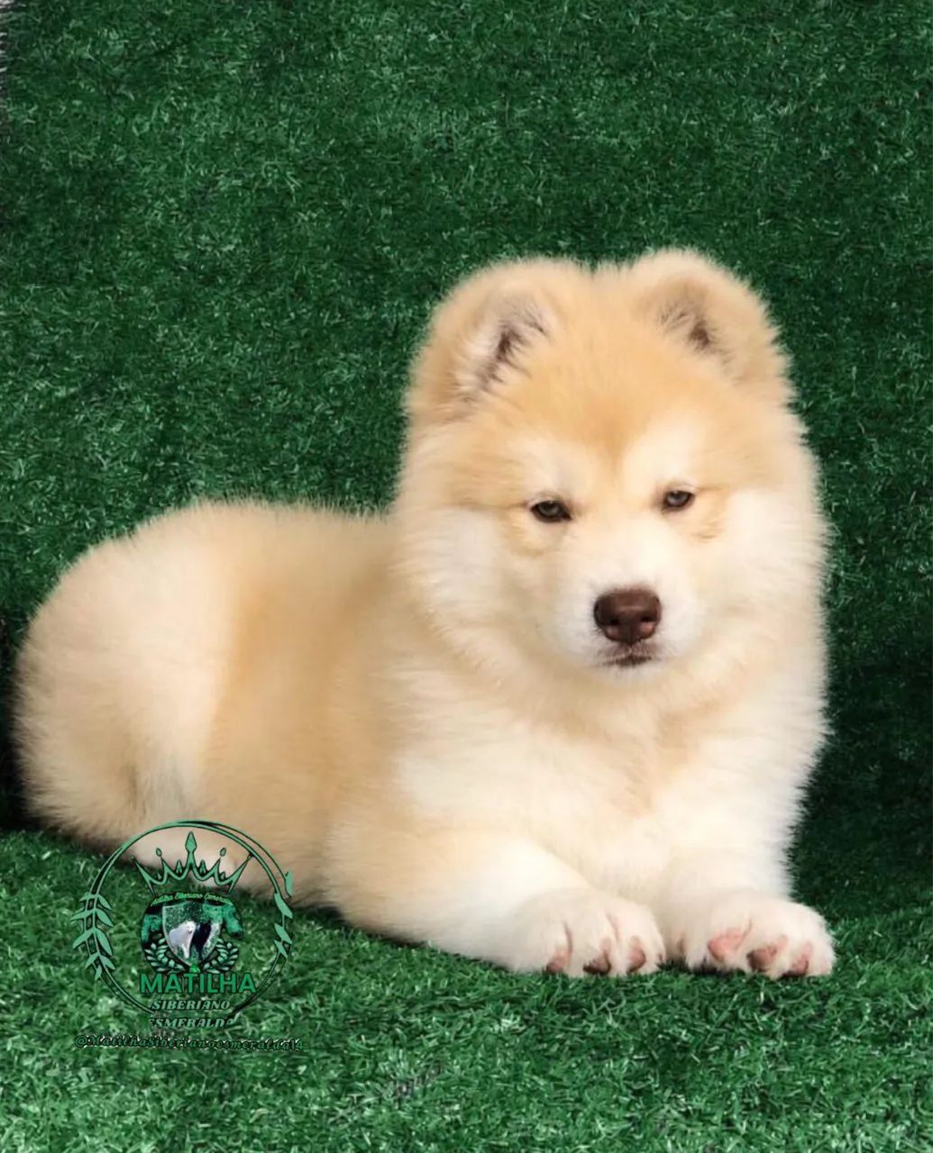 Filhotes de Husky Siberiano Wolly  - Foto 4