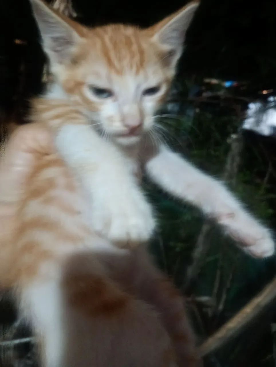 doação de gatos - Foto 2