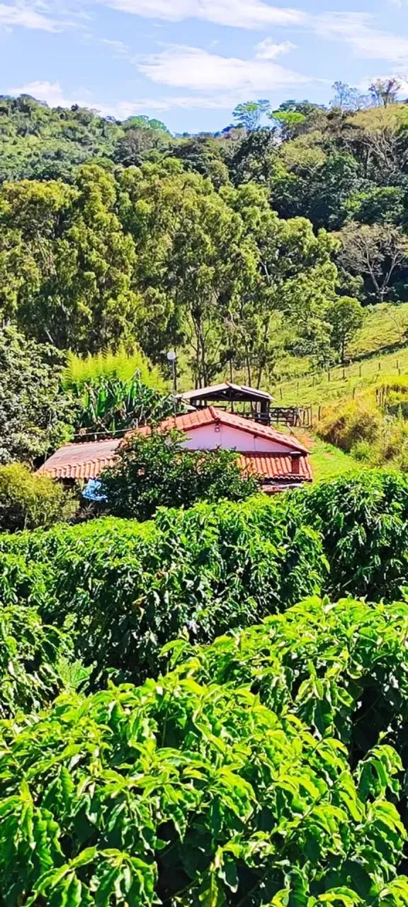 Casa boa , 17 mil pés de café