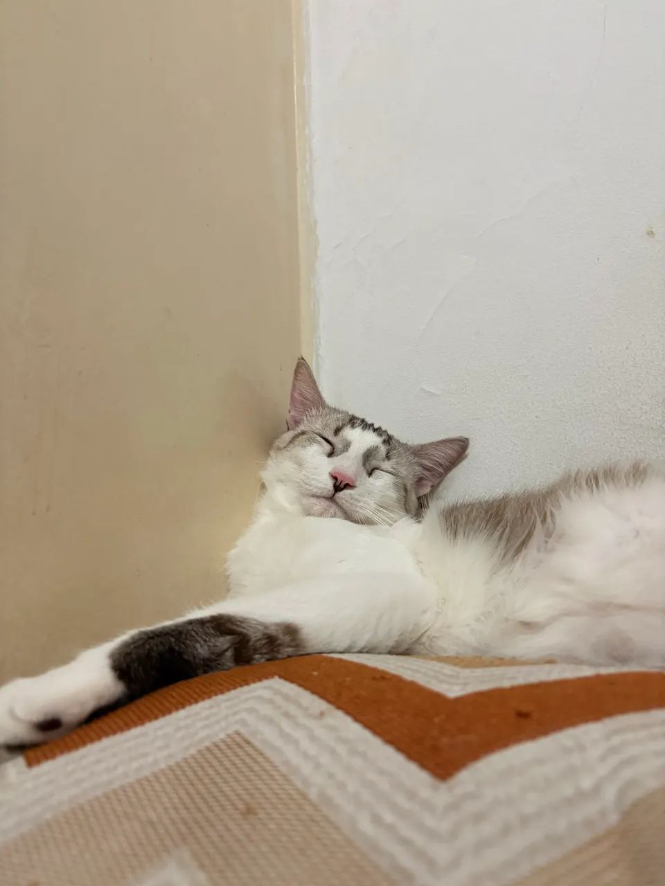 Gato para adoção  - Foto 2