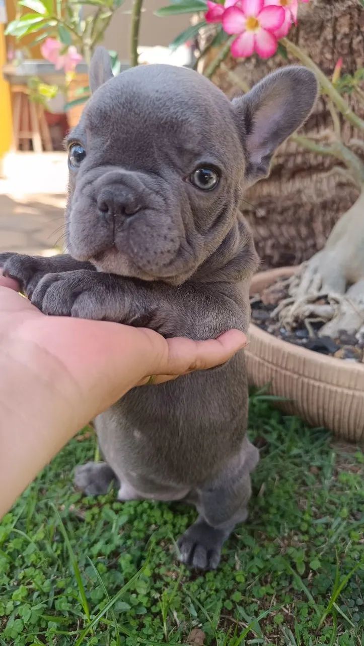 Buldogue francês blue  - Foto 3