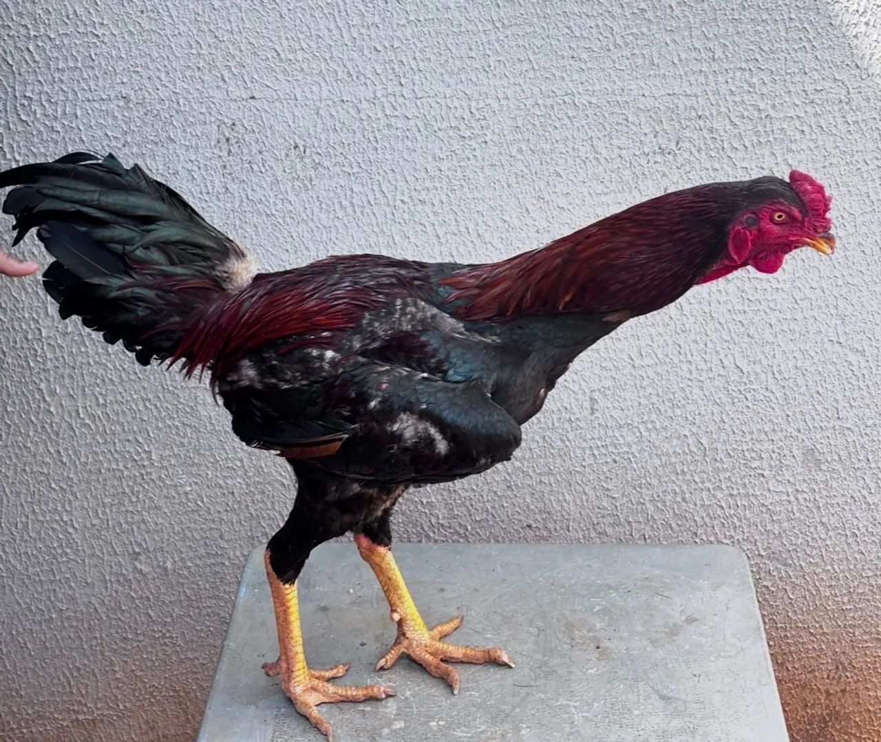 Galo índio ( Frango) - Foto 3