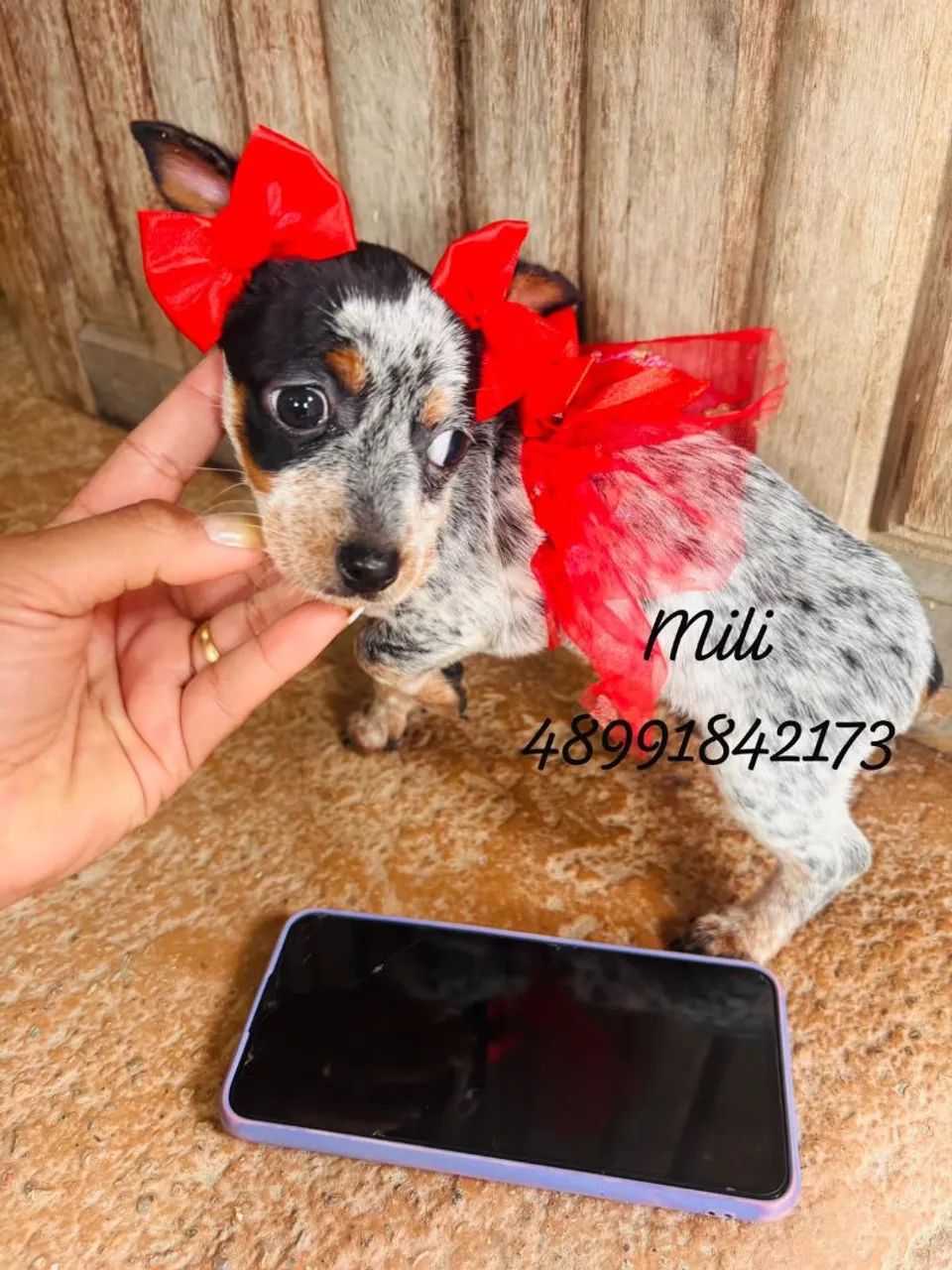 Lindas pinscher fêmeas  - Foto 3