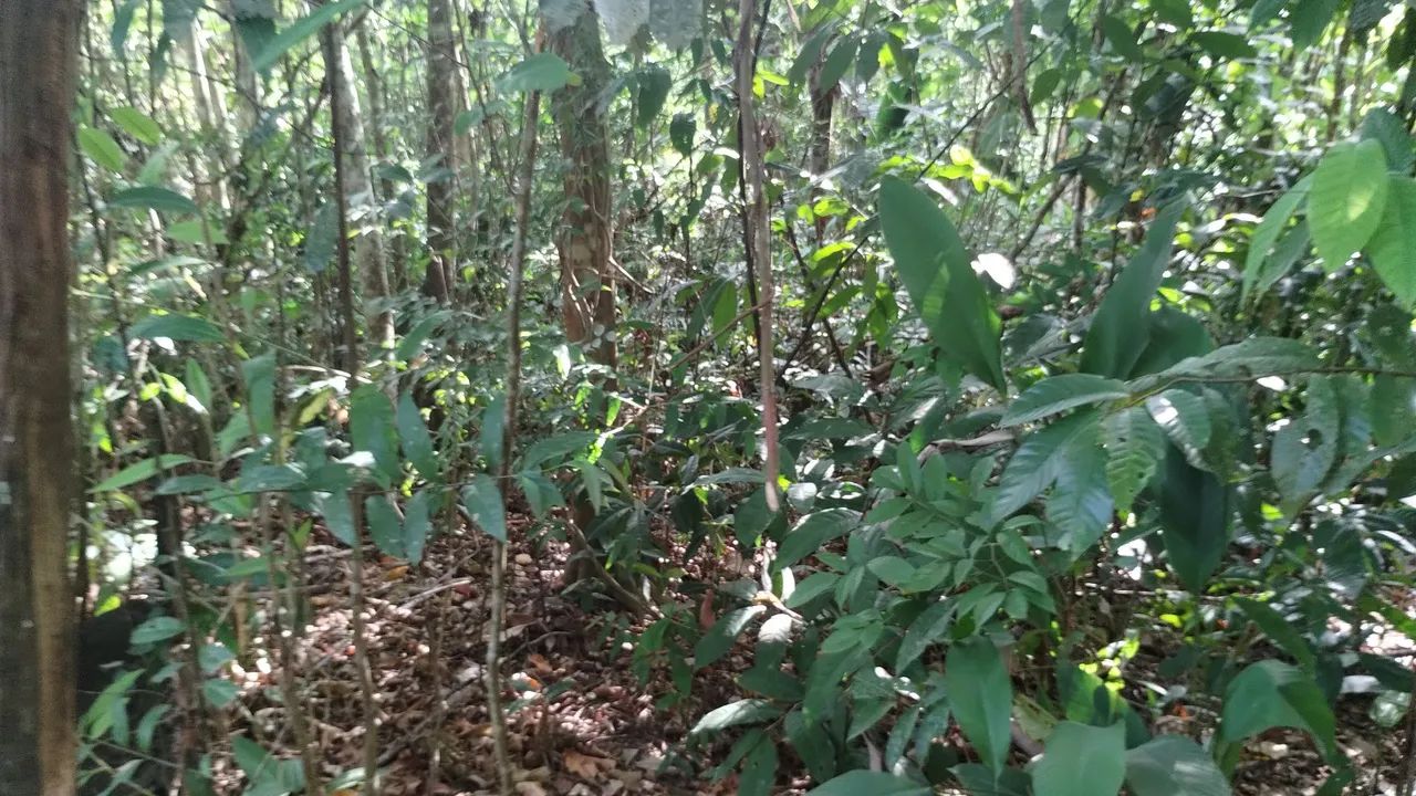 Terreno com olho d'água corrente - Foto 5