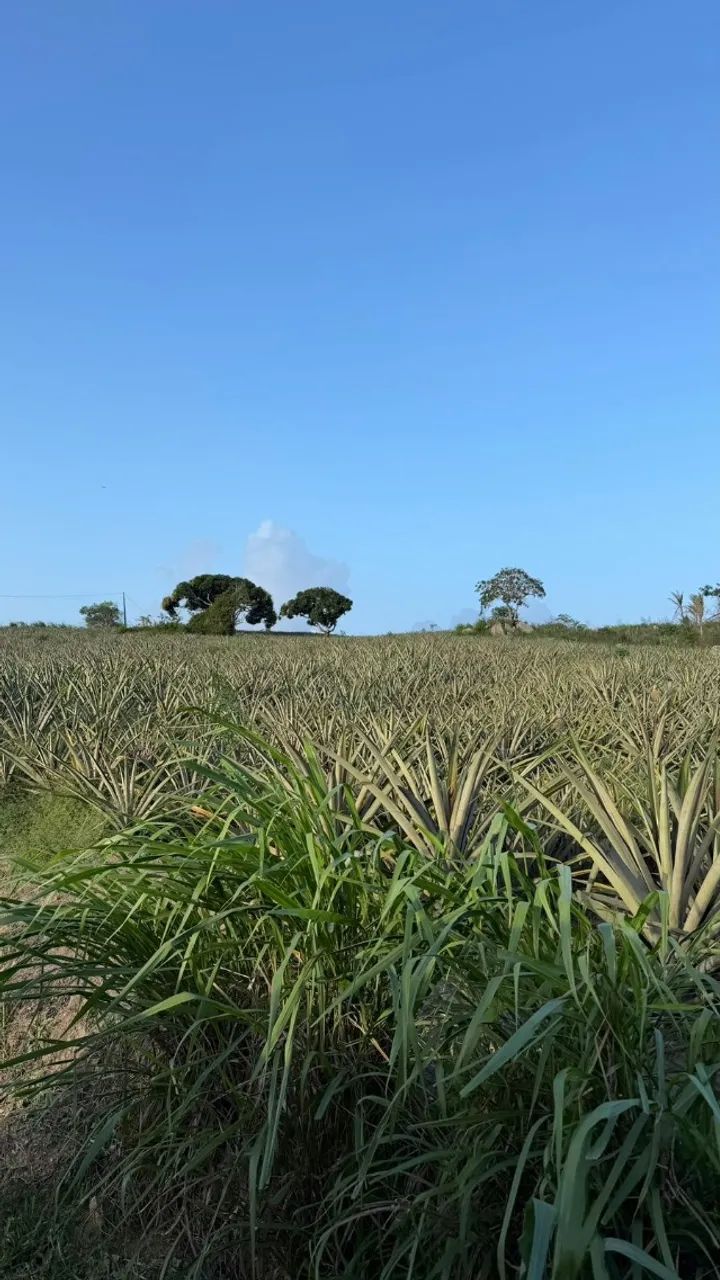 PROPRIEDADE RURAL À VENDA NO MUNICÍPIO DE POMBOS/PE - Foto 2