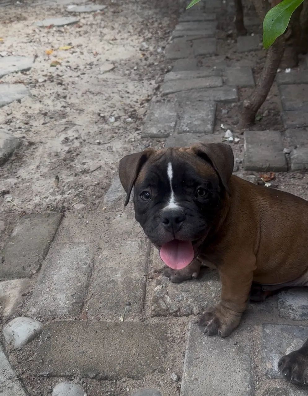 Americam bully  - Foto 2