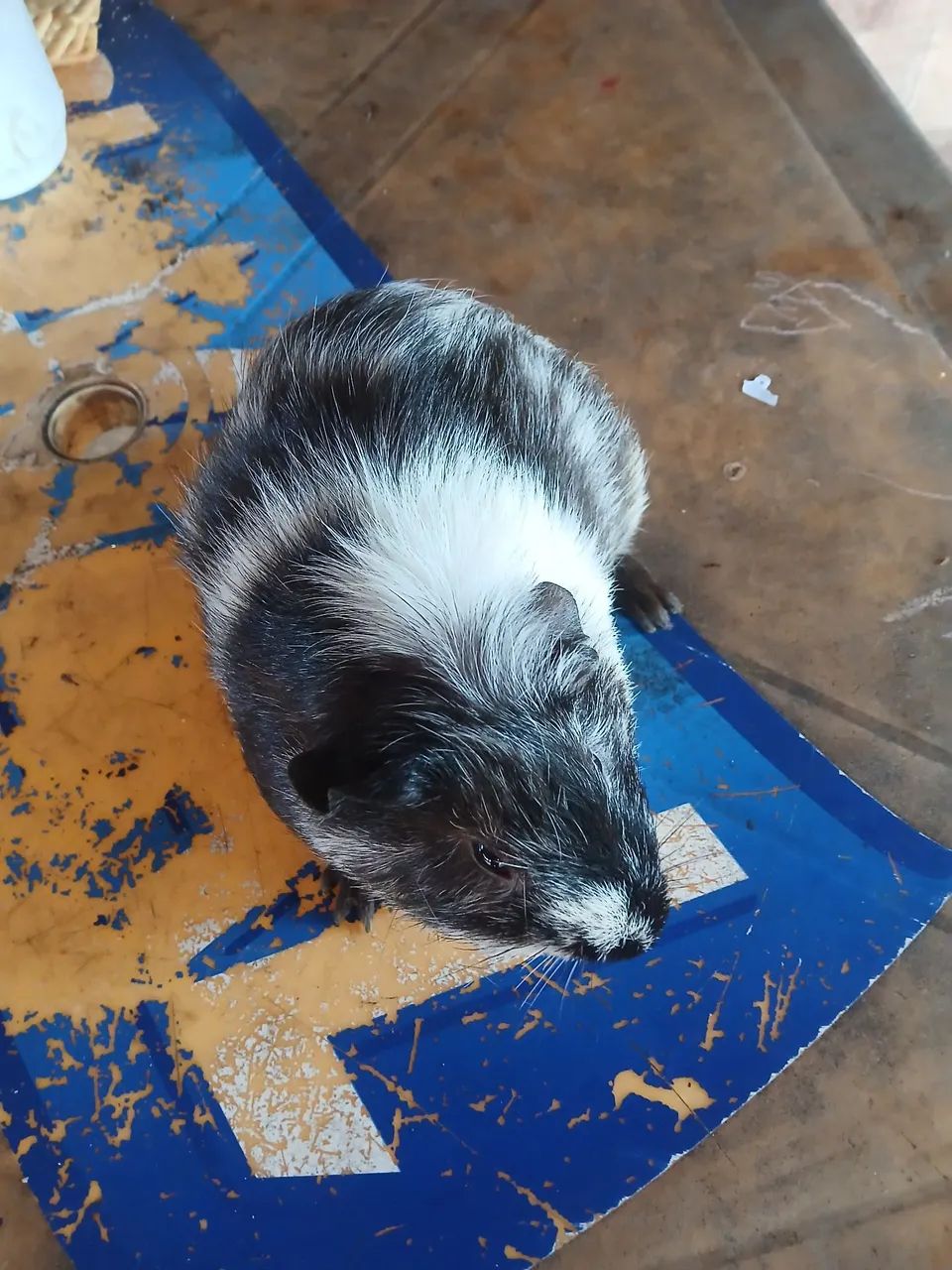 3 porquinhos da índia macho - Foto 4
