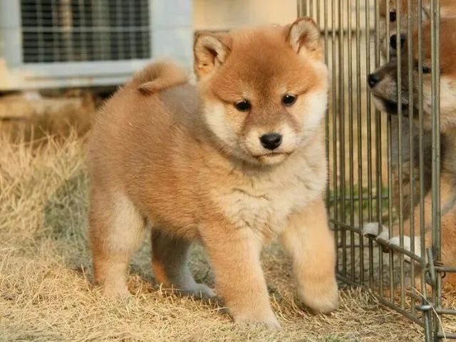 Shiba inu 