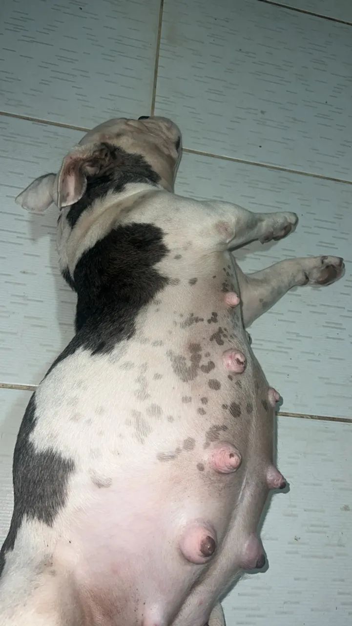 Filhote de American bully  - Foto 3