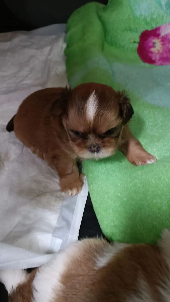 Fêmea shih tzu  - Foto 3