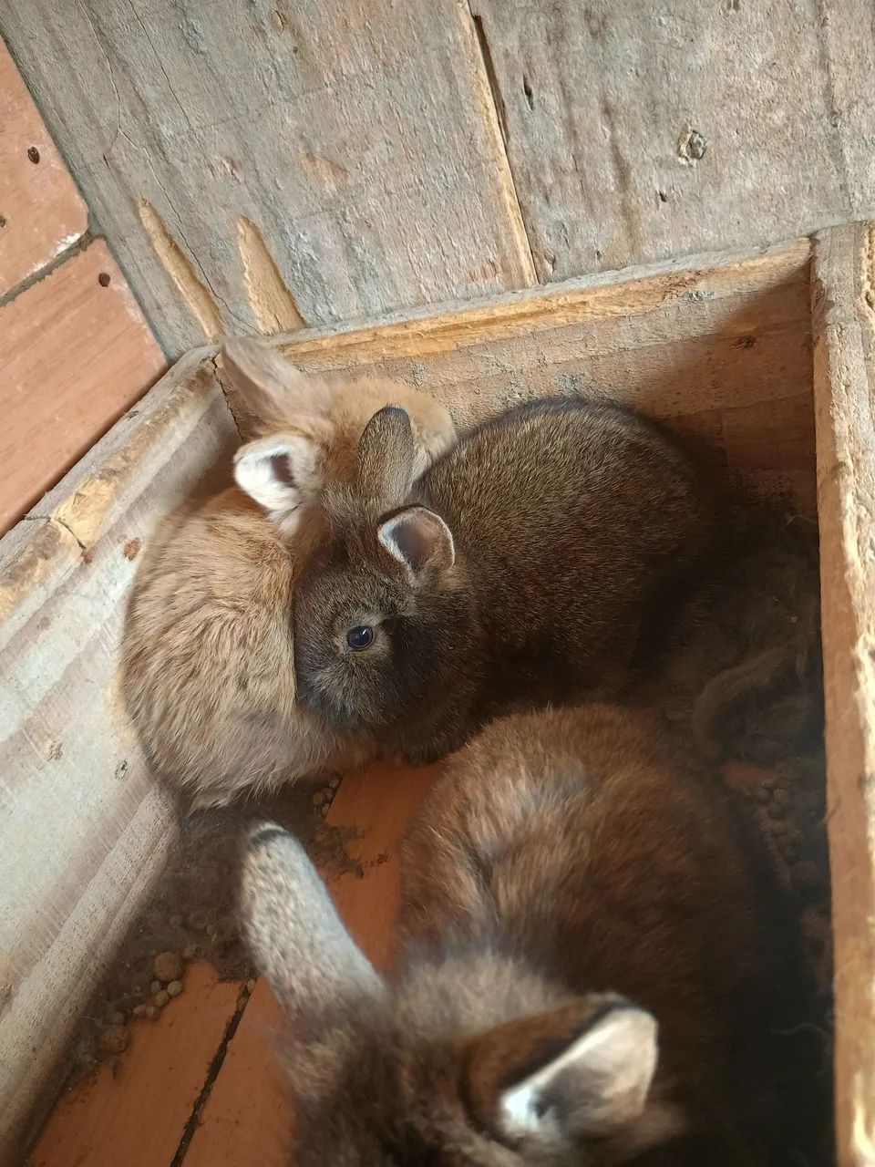 Vendo coelhos  - Foto 3