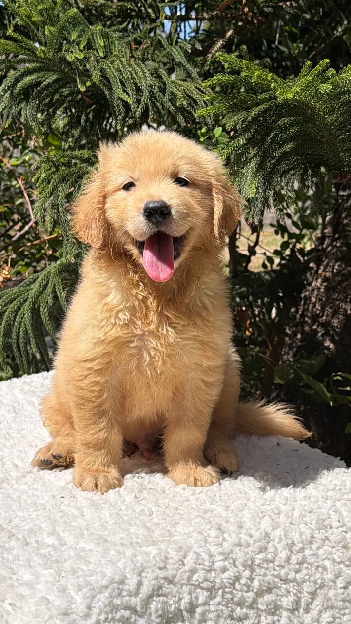 Golden Retriever  - Foto 3