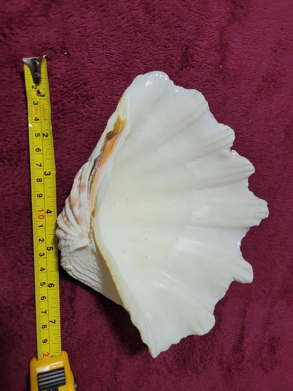 Conchas Hippopus hippopus gigante  - Foto 2