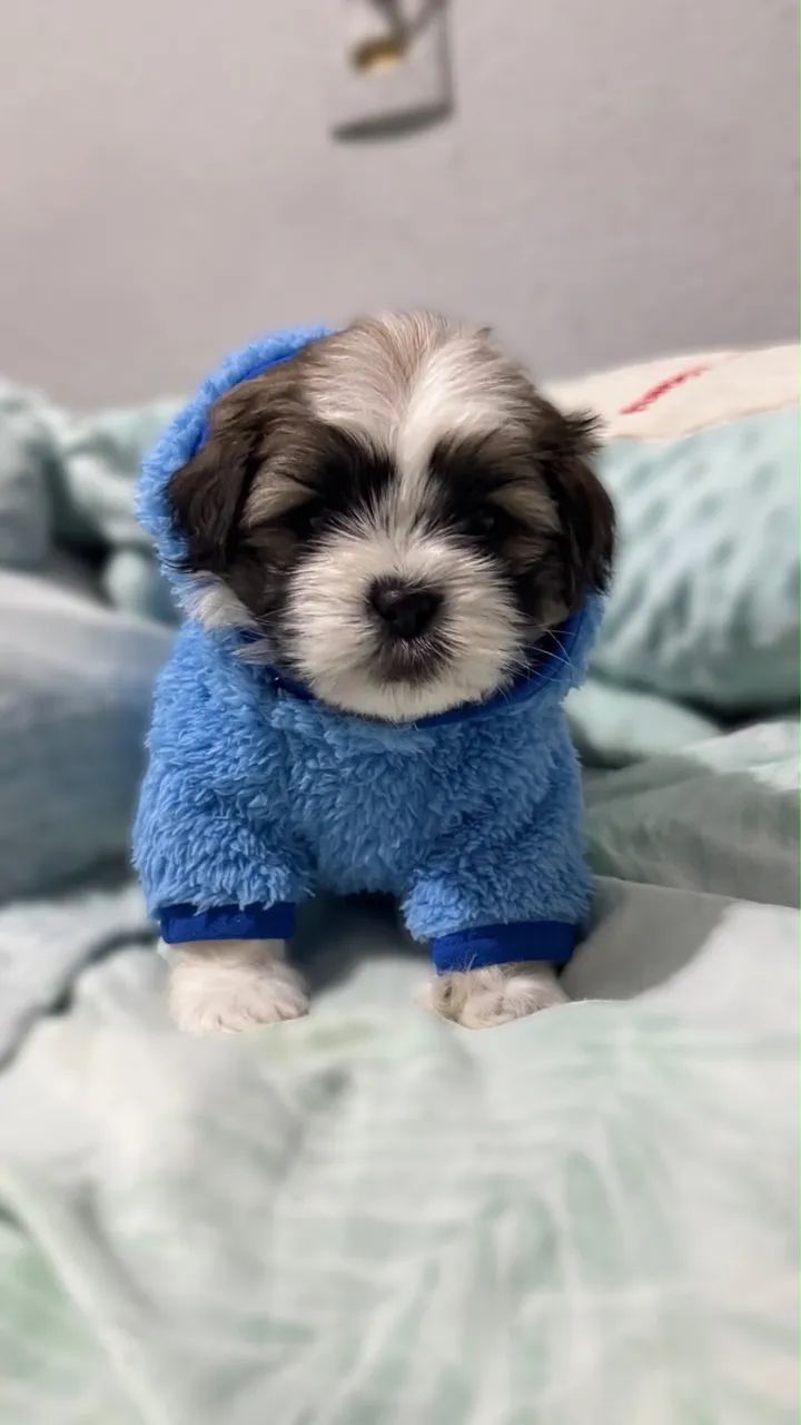 Shih tzu