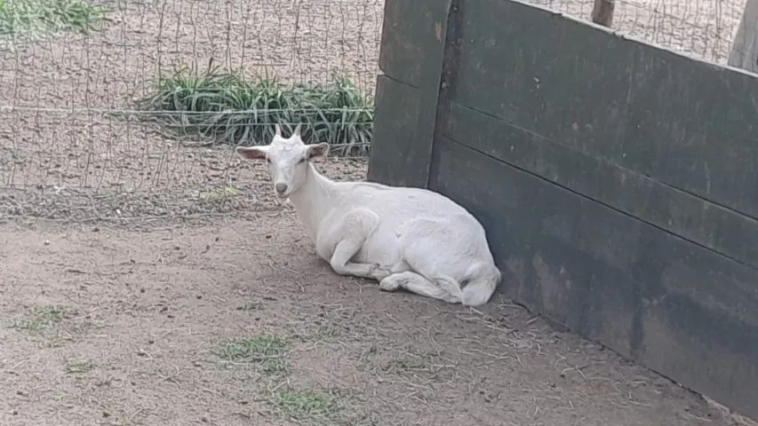 Bode e cabra saanen com cabritinho