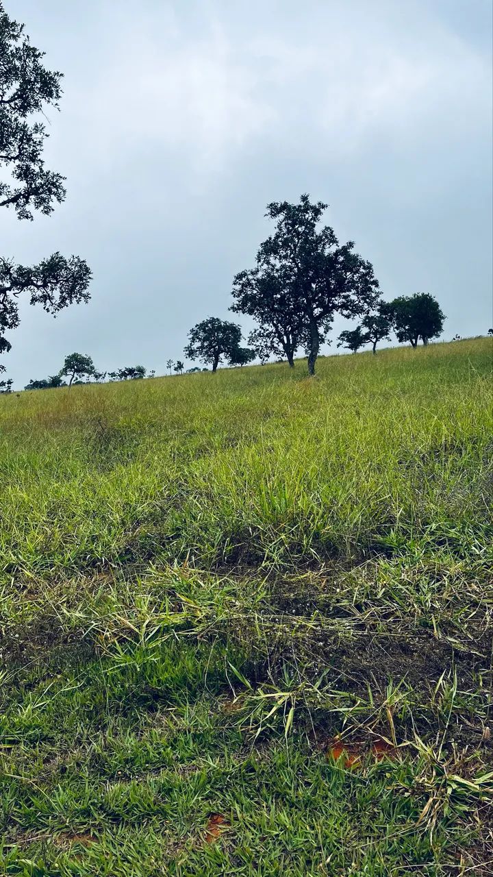 CHÁCARA À VENDA - OPORTUNIDADE - Foto 5