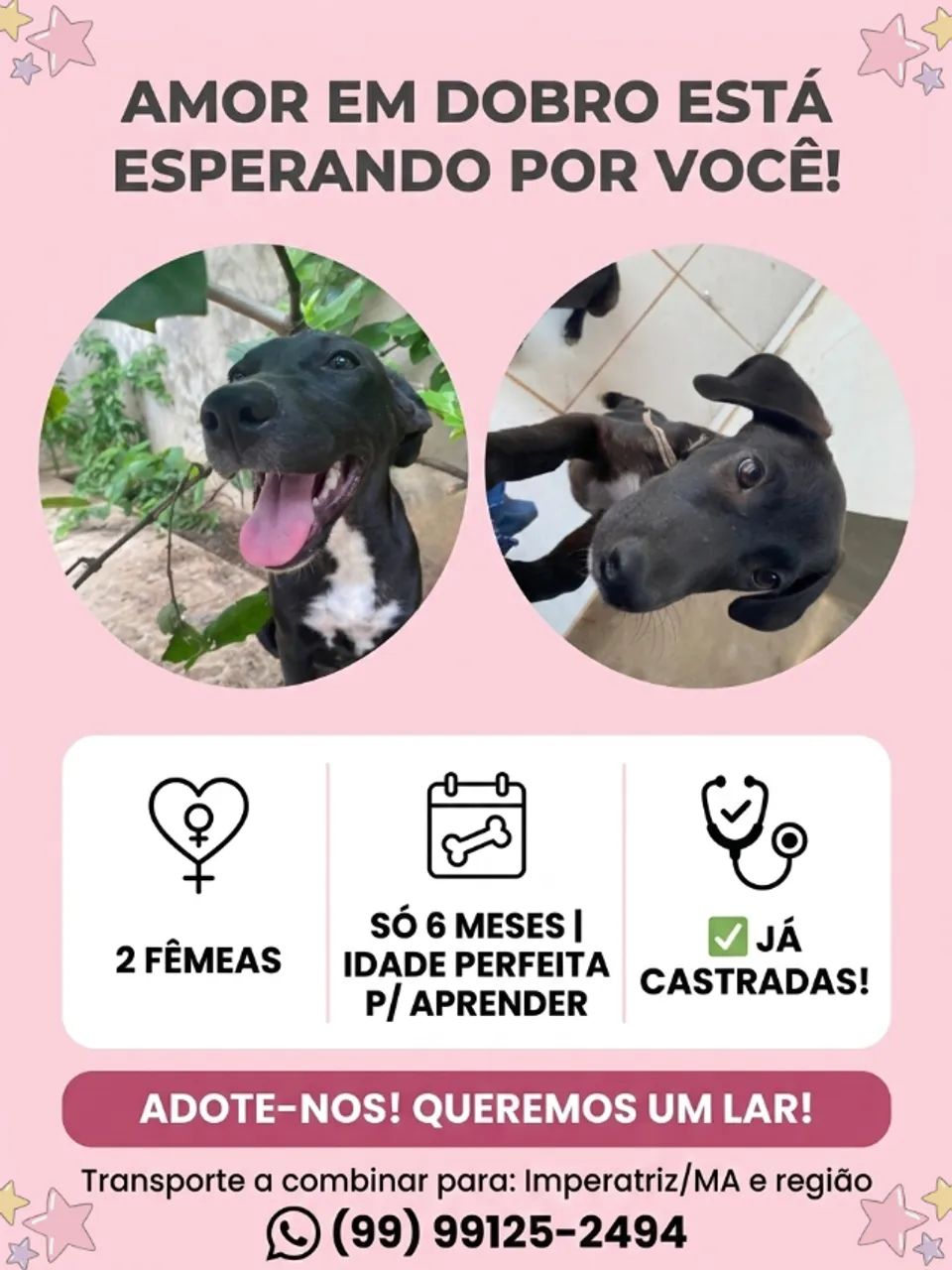 CACHORRINHA PARA ADOÇÃO 