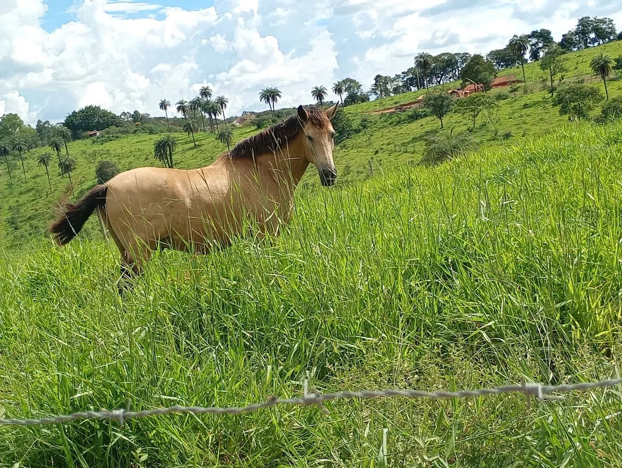Cavalo Mangalarga  - Foto 3