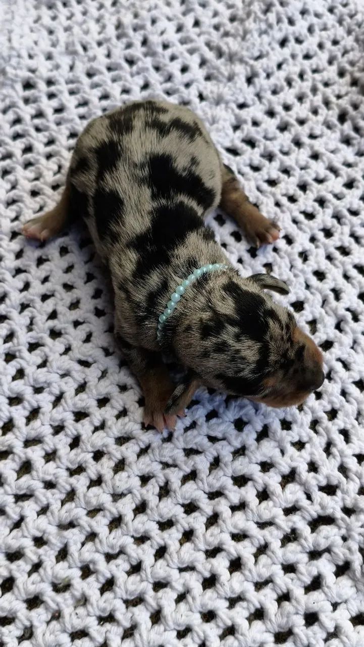 Filhotes disponíveis dachshund ( salsichas) - Foto 2