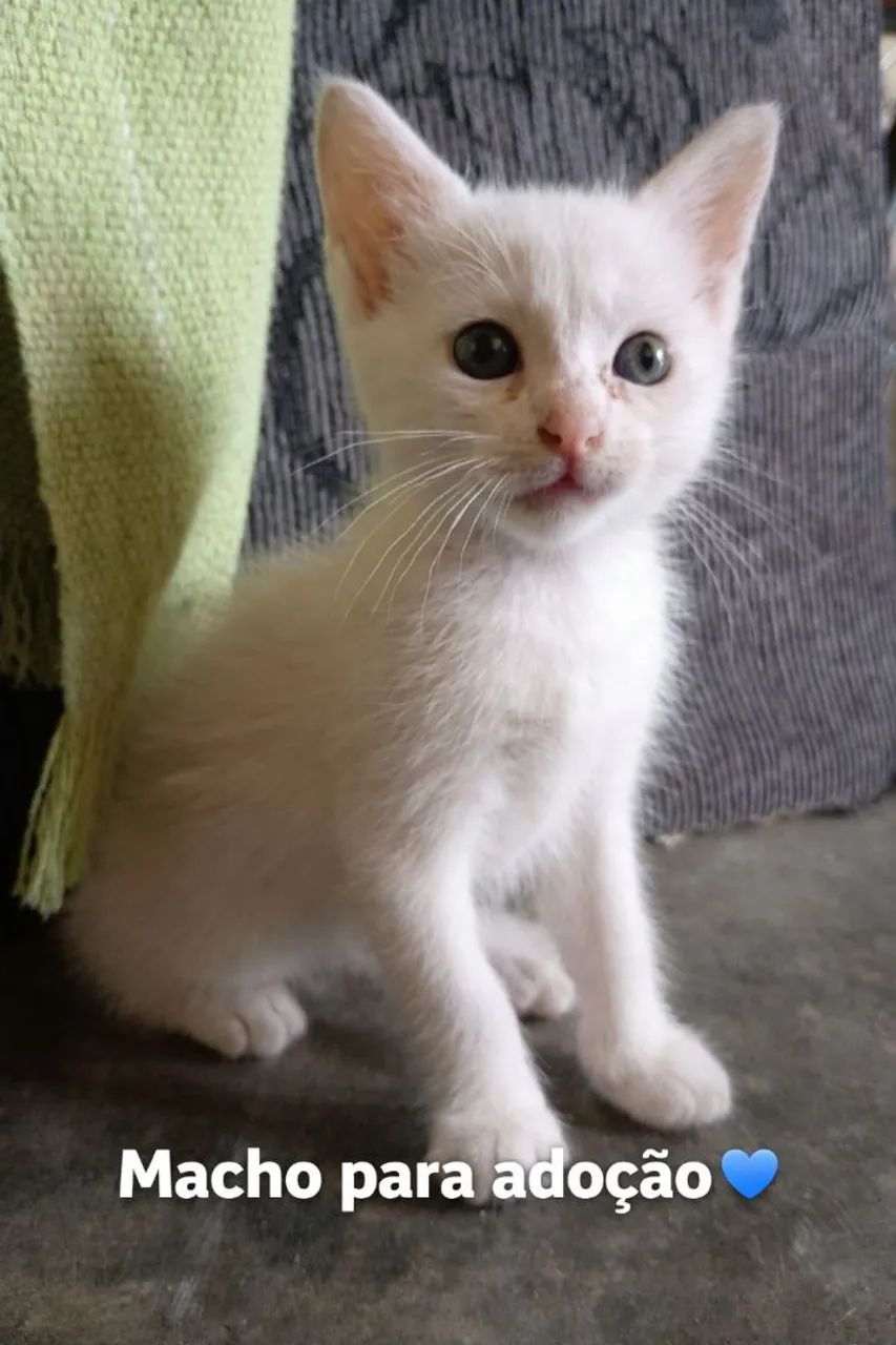 Adoção responsável  - Foto 5