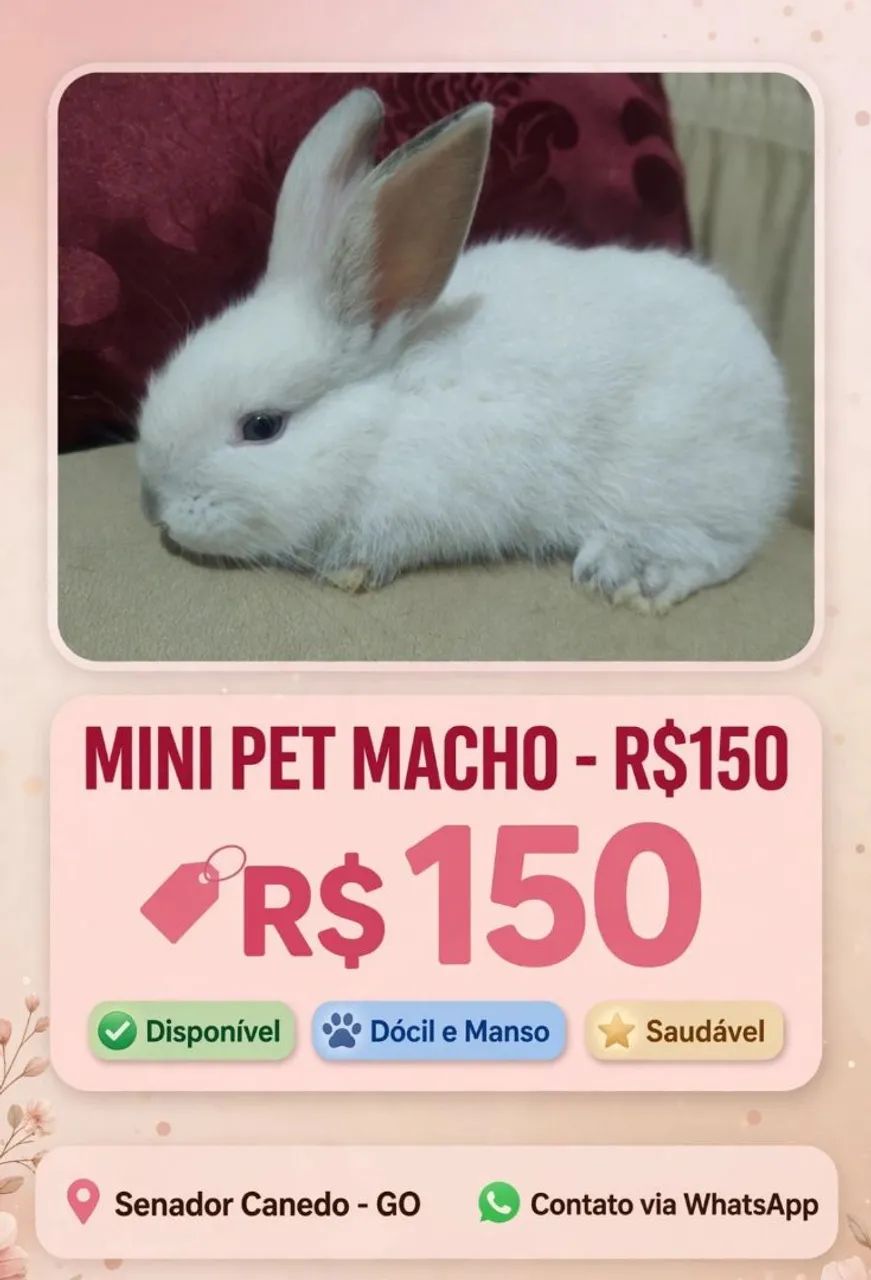 Mini Pet