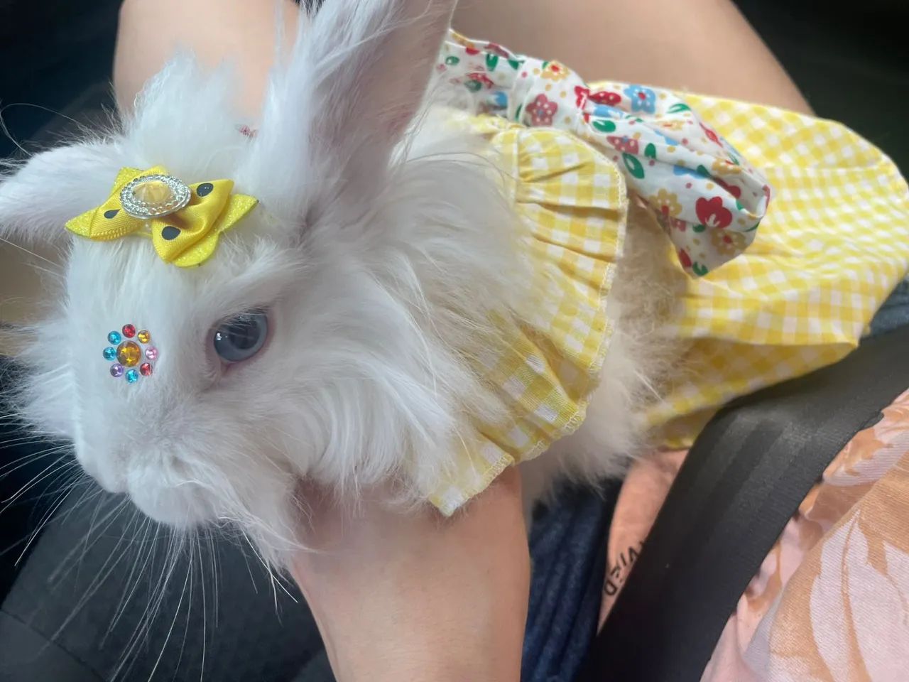 VENDO COELHINHA LION HEAD - FÊMEA  - Foto 2