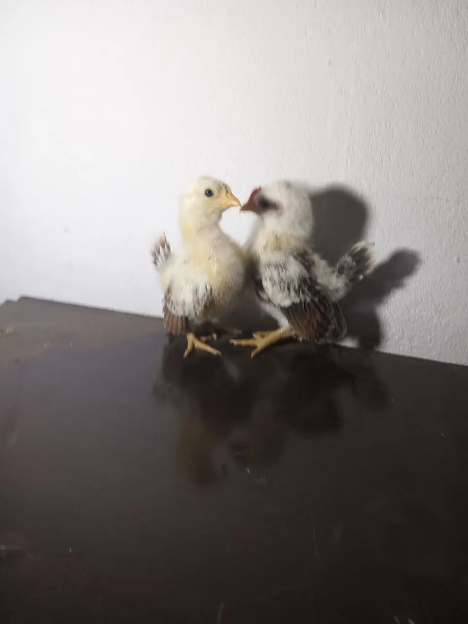 Casal de  Serama ótimo padrão genético  - Foto 3