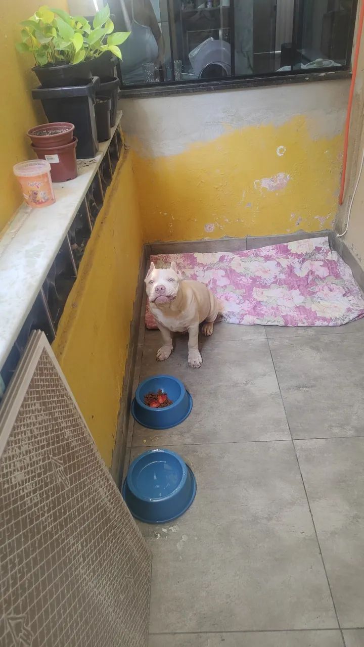 CACHORRO  - Foto 4