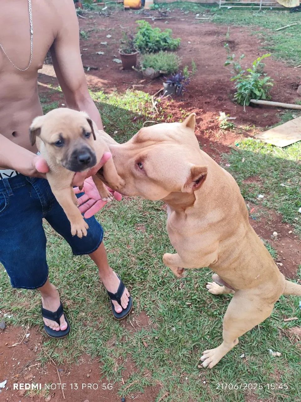 Pit Bull  - Foto 4