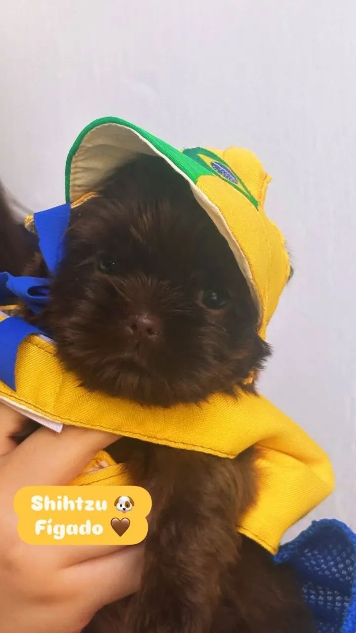 Shih tzu - Foto 2