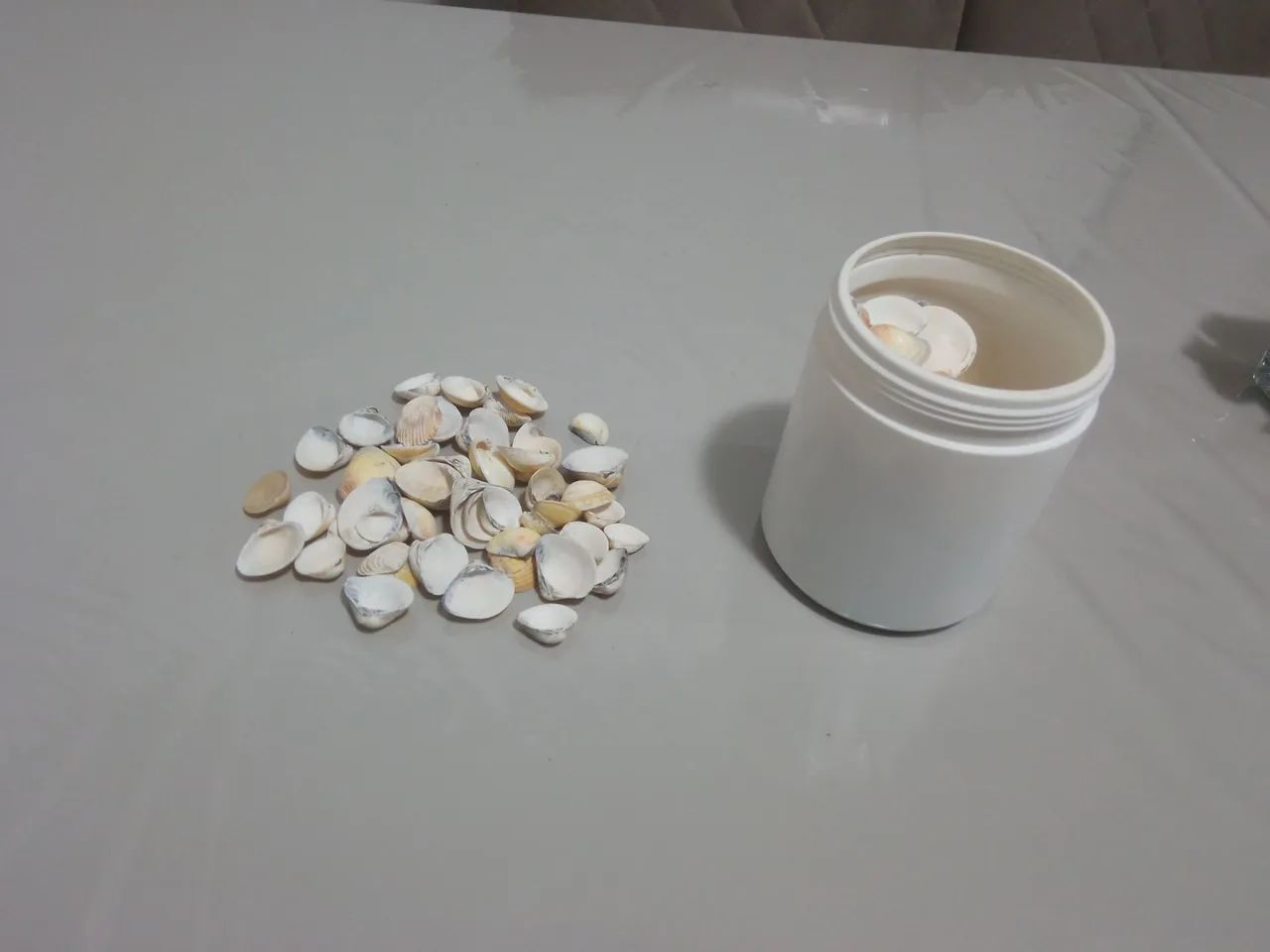 Conchinhas de praia - Foto 3