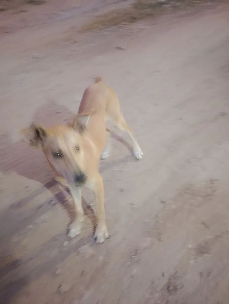Animais  - Foto 3