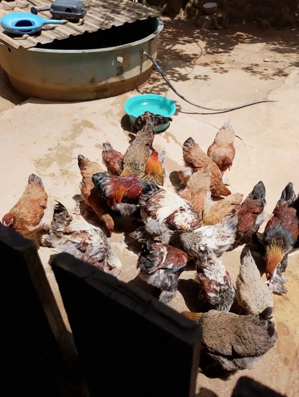 Galo Brahma (frango) 6 meses de vida 