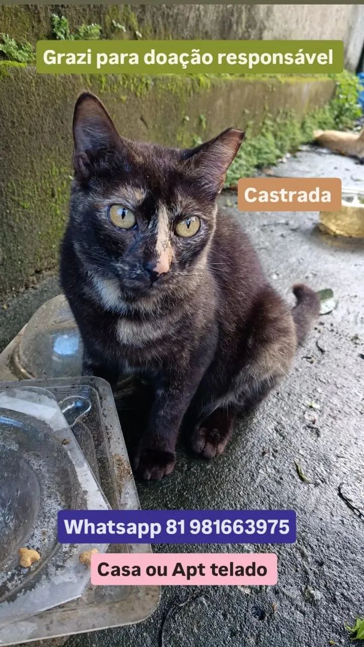 Gato - Foto 4