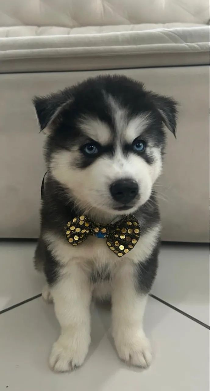 Filhotes de Husky Siberiano pedigree CBKC 