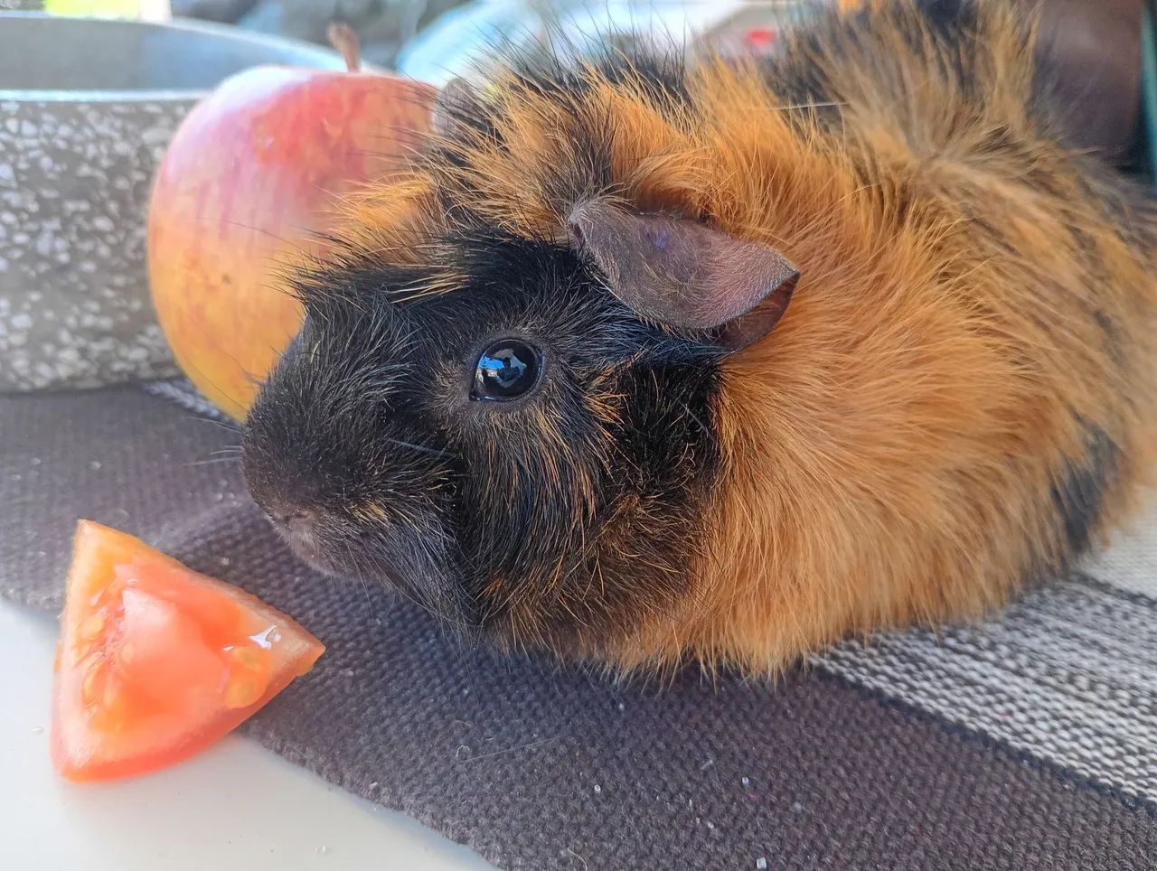 Vendo porquinho da índia  - Foto 2