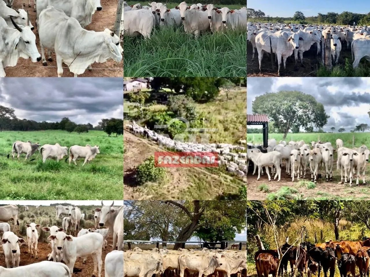 Fazenda em Figueirópolis - TO. Área Total: 177 Alqueires (856 Há). - Foto 3