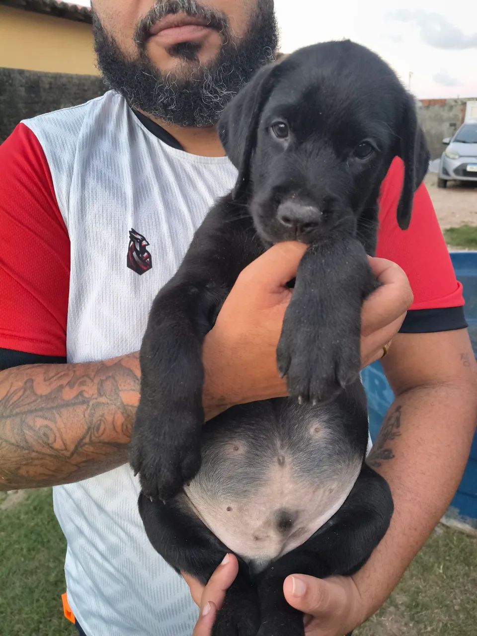 Labrador  - Foto 3